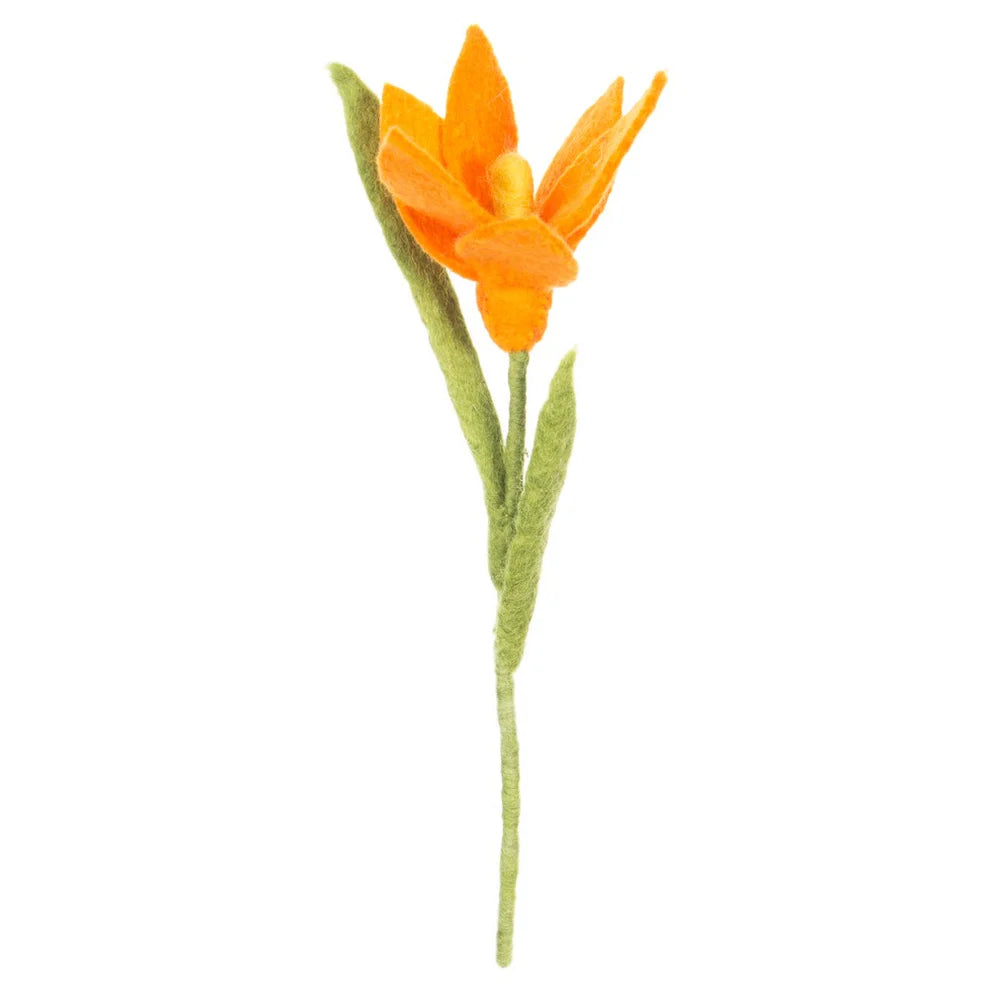 Krokus Oranje