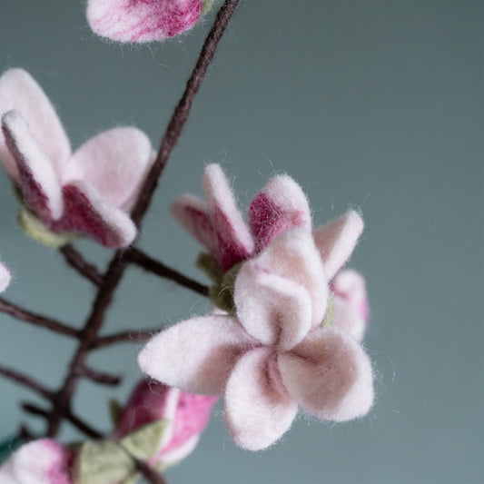 Tak Magnolia